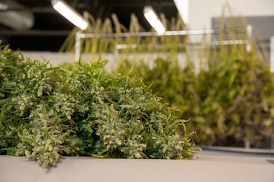 20190923 Ls Stills Gh Harvest Exports 2 Resized