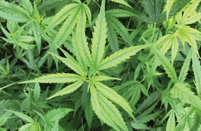 6 Fe Def Hemp2722 Fmt