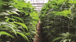 Adobe Stock217020481