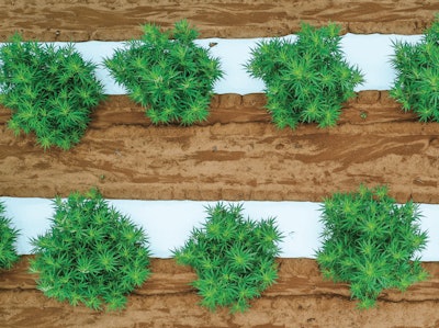 Adobe Stock 290839435 Hemp Farming Field Fmt