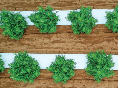 Adobe Stock 290839435 Hemp Farming Field Fmt