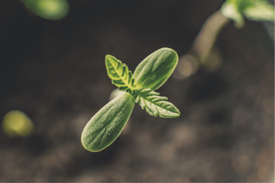 Adobe Stock 309282879 Seedling Growing Aerial Shot Fmt
