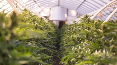 Cannabis Greenhouse