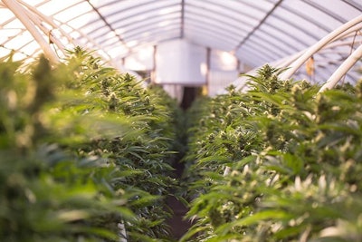 Cannabis Greenhouse