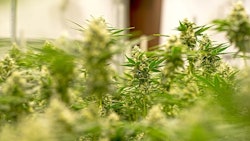 Cannabis Retailers What Growers Want