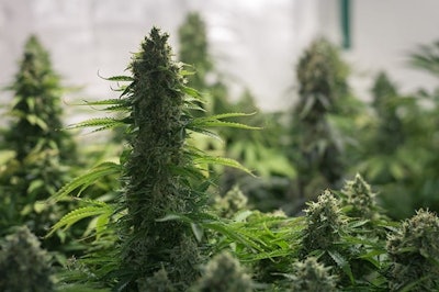 Cannabis Plants Adobe Stock Credit Borispain69 Resized