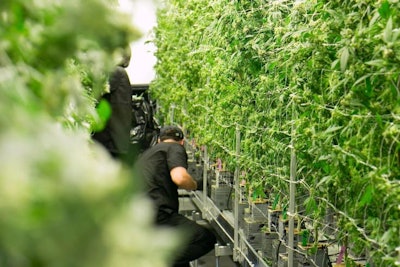 Cannabis Workers Adobe Stock Credit The Colonel Resized