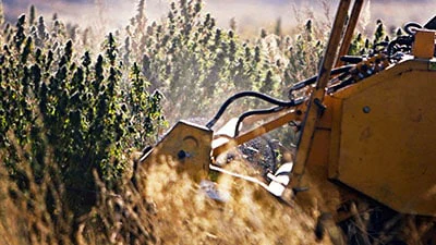 Eco Gen Cultivation11