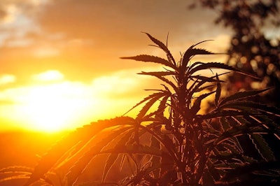 Florida Hemp
