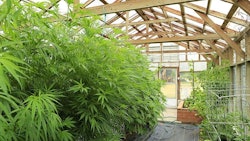 Greenhouse
