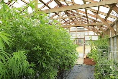 Greenhouse
