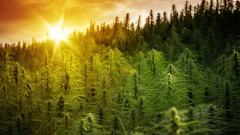Hemp farm