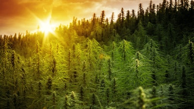 Hemp farm