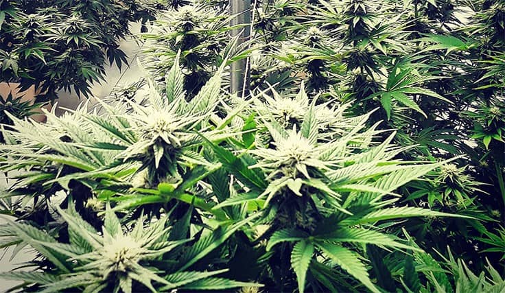 Hemp Flower 2