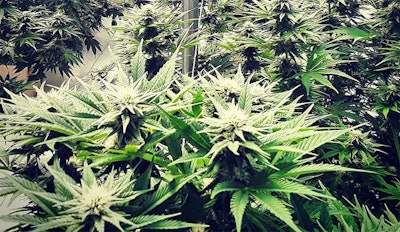 Hemp Flower 2