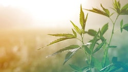 Hemp1