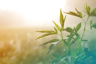 Hemp1