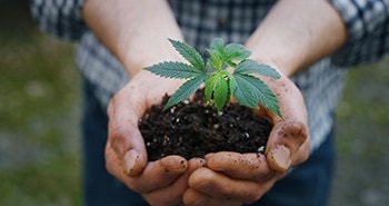 hemp plant