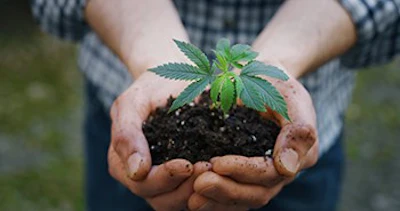 hemp plant
