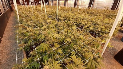 High Desert Flower