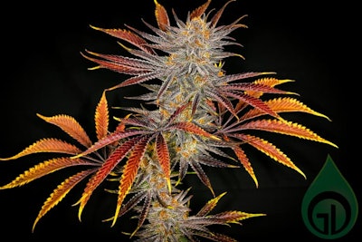 Peach Brain Freeze R6 Green Dot Labs Resized