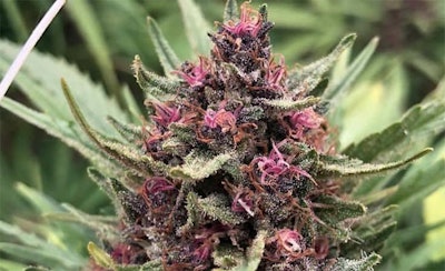 Raspberry Boogie