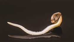 Seed