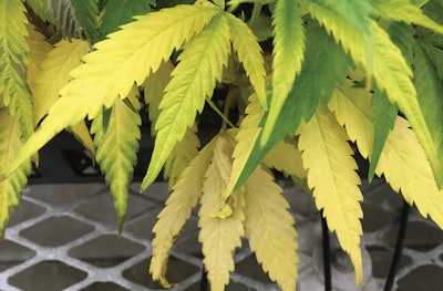 1 Hemp Adv N Def0333 Copy 3 Fmt