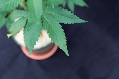 2 Figure3133 Copy Fmt