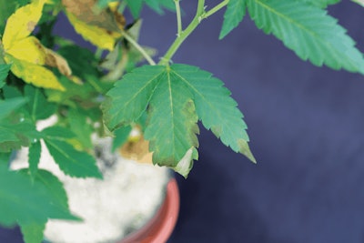 3 Figure3127 Copy Fmt