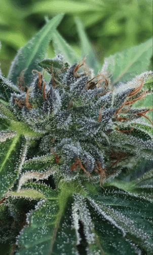 4 K Pharm Flower Fmt