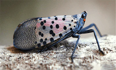 spotted lanternfly