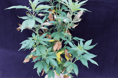 5 Figure3131 Copy Fmt