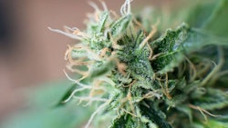 Adobe Stock271017141