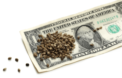Adobe Stock 225815296 Dollar Bill And Hemp Seeds Fmt