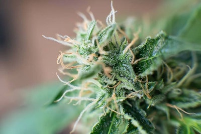 Adobe Stock 271017141