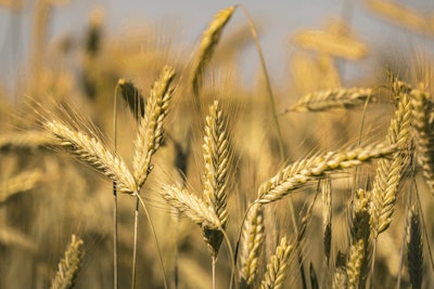 Adobe Stock 309391246 Cover Crops Rye Grass Fmt