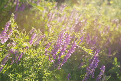 Adobe Stock 382256775 Purple Flowers Hairy Vetch Vicia Villosa Fmt
