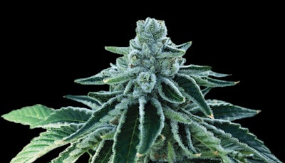 Breeders Brief Fmt