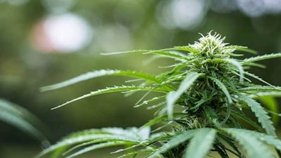 Cannabis Encierro