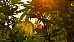 Cannabis Outdoor