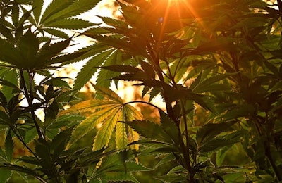 Cannabis Outdoor