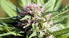 Colorado Photo