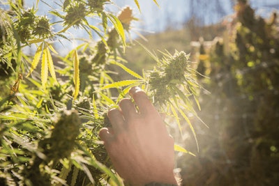 Copy Of No Tattoo Fmt