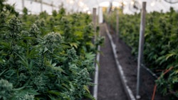Green House Photo