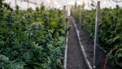 Green House Photo