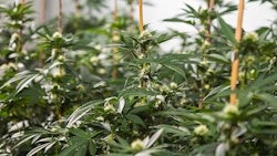Grow Room