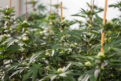 Grow Room
