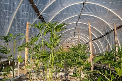 Hemp Clones