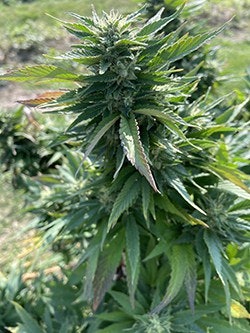 hemp plant midwest hop producers
